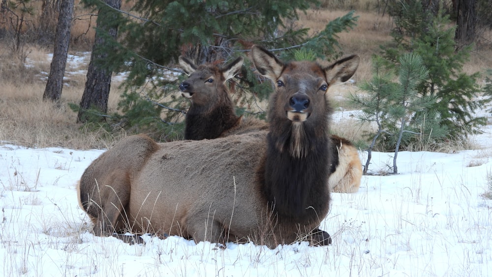 a couple of animals that are standing in the snow