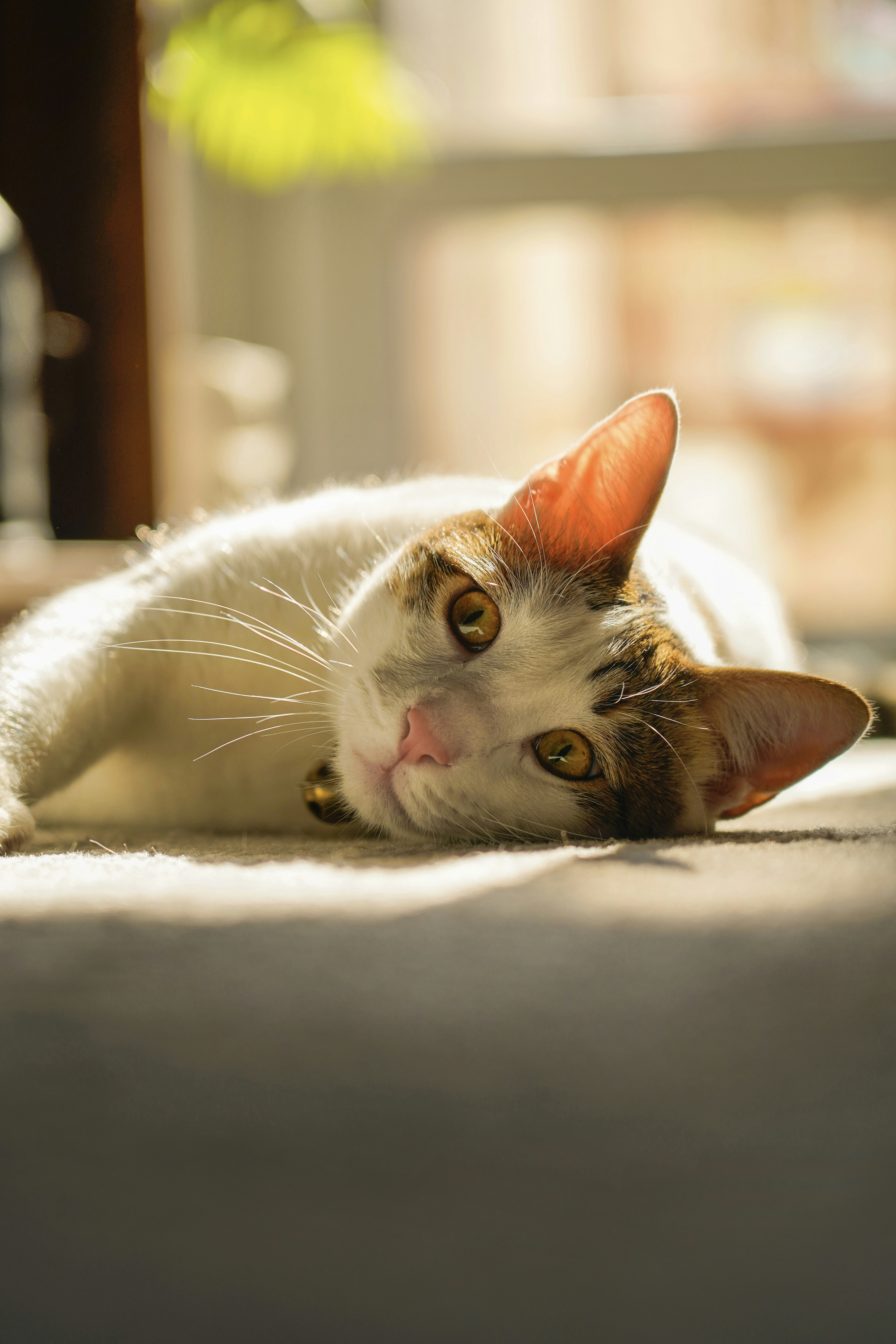 Photo by kiarash_mansouri