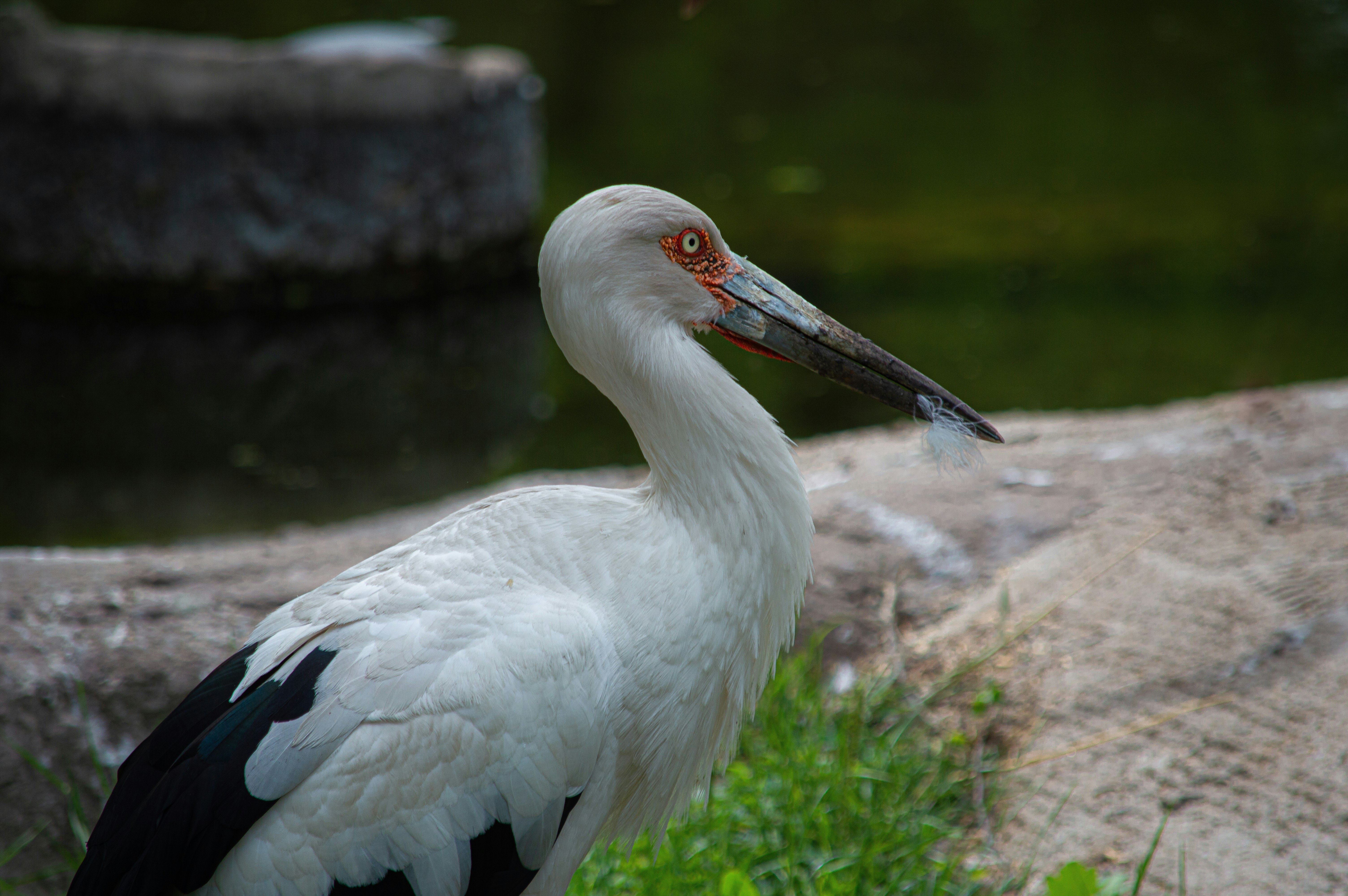 a large white bird with a long beak