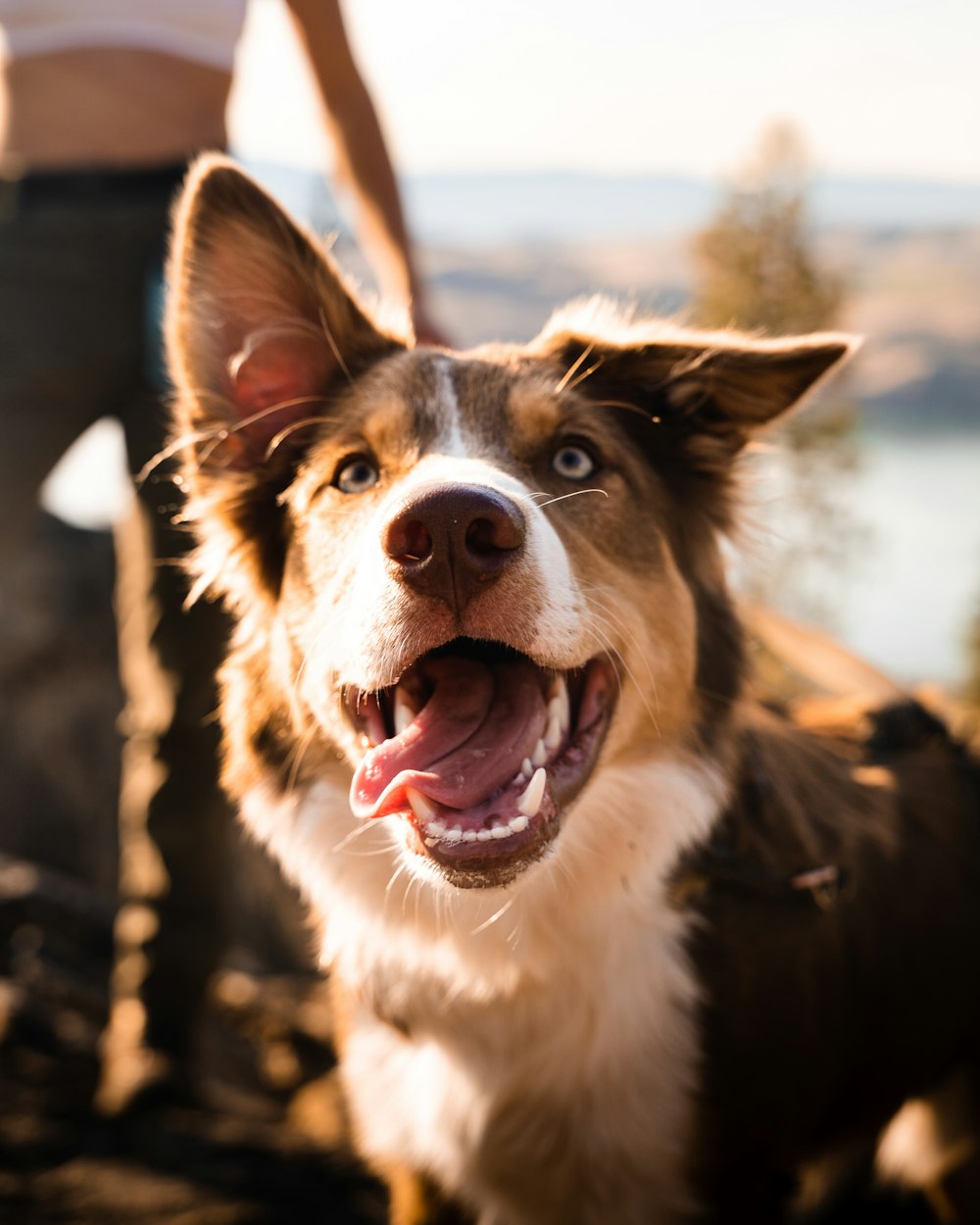 a brown and white dog standing next to a person