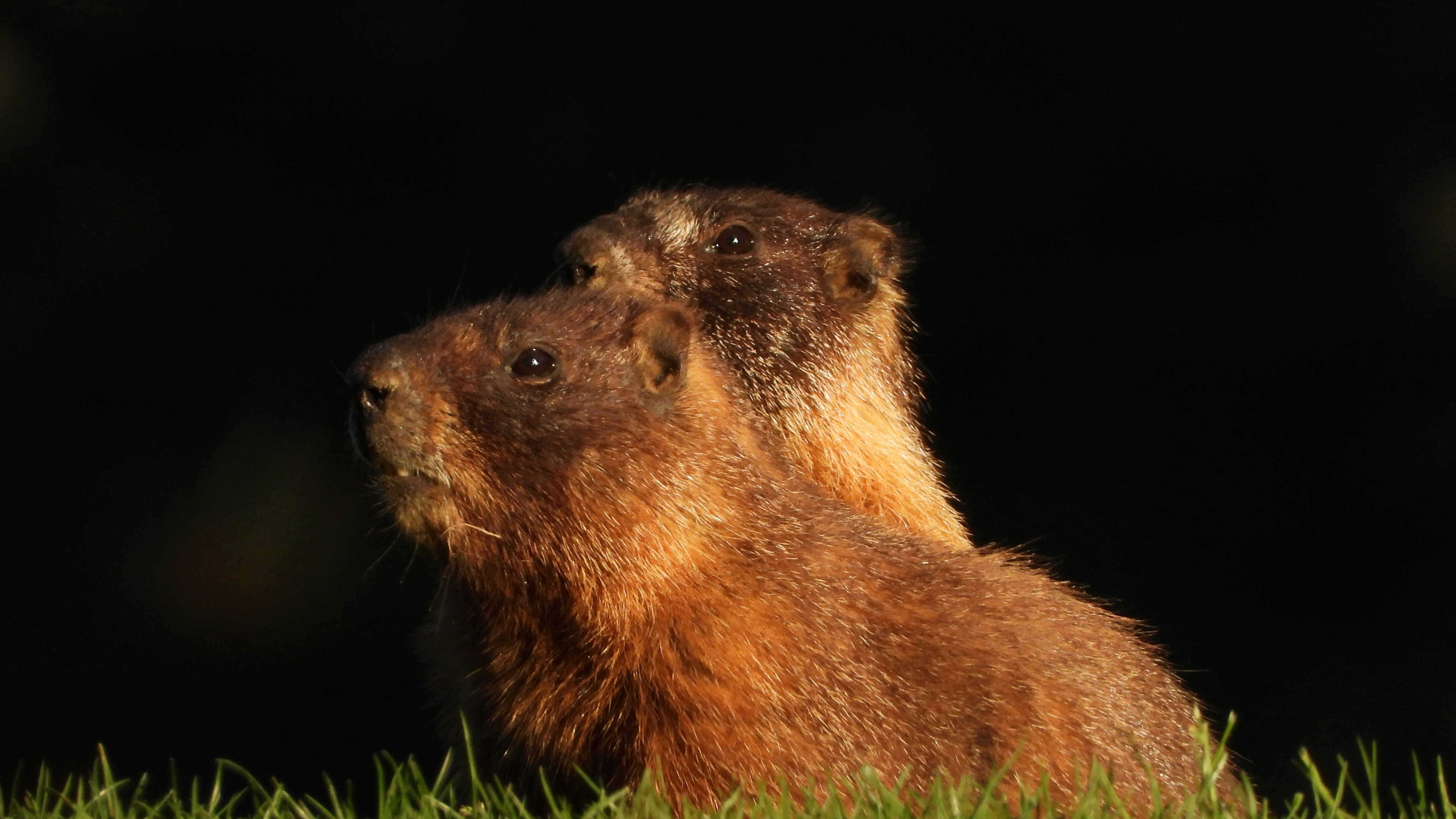Un paio di animali che stanno in piedi nell'erba