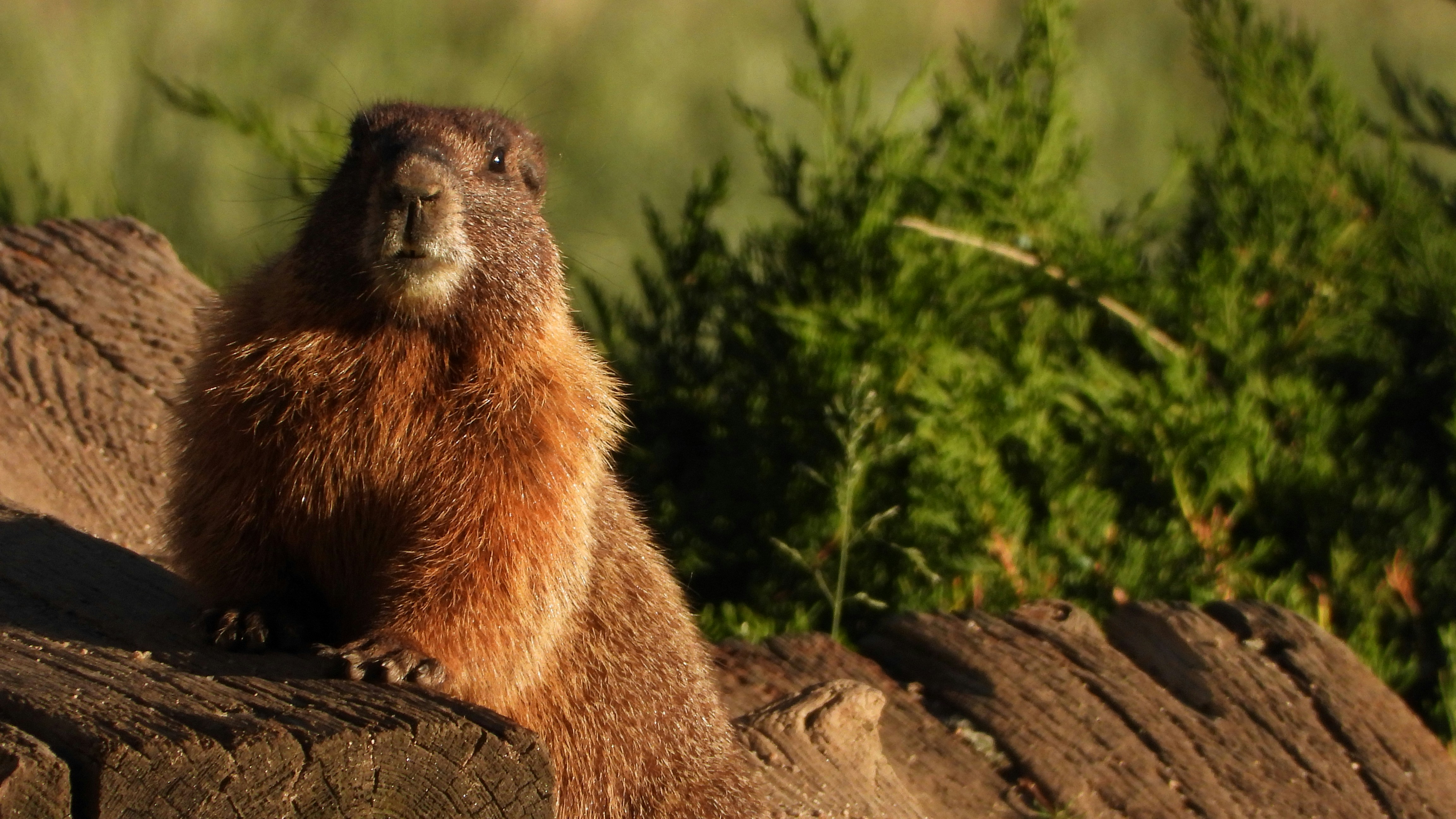 Photo by evergreene24