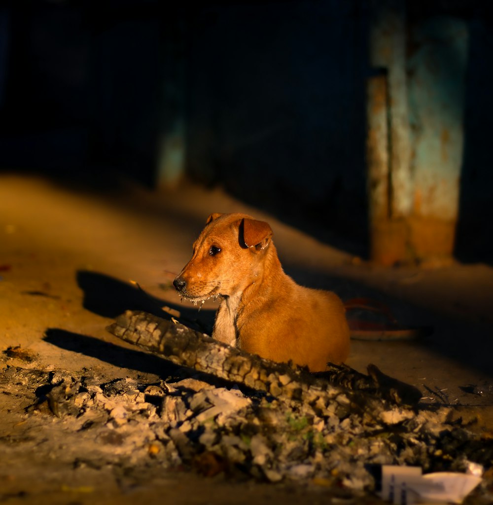 a brown dog laying on top of a pile of rubble