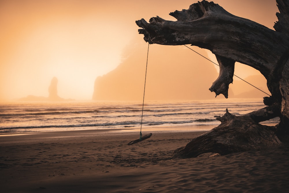 a tree on the beach with a rope tied to it