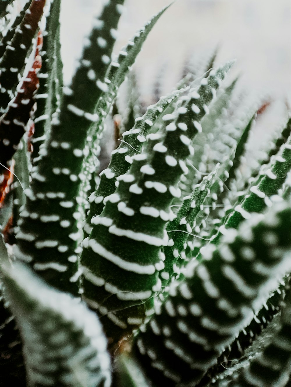 a close up of a green plant with drops of water on it