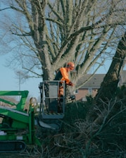 a man standing on top of a tree