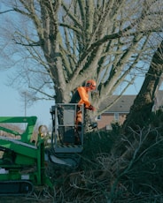 a man standing on top of a tree