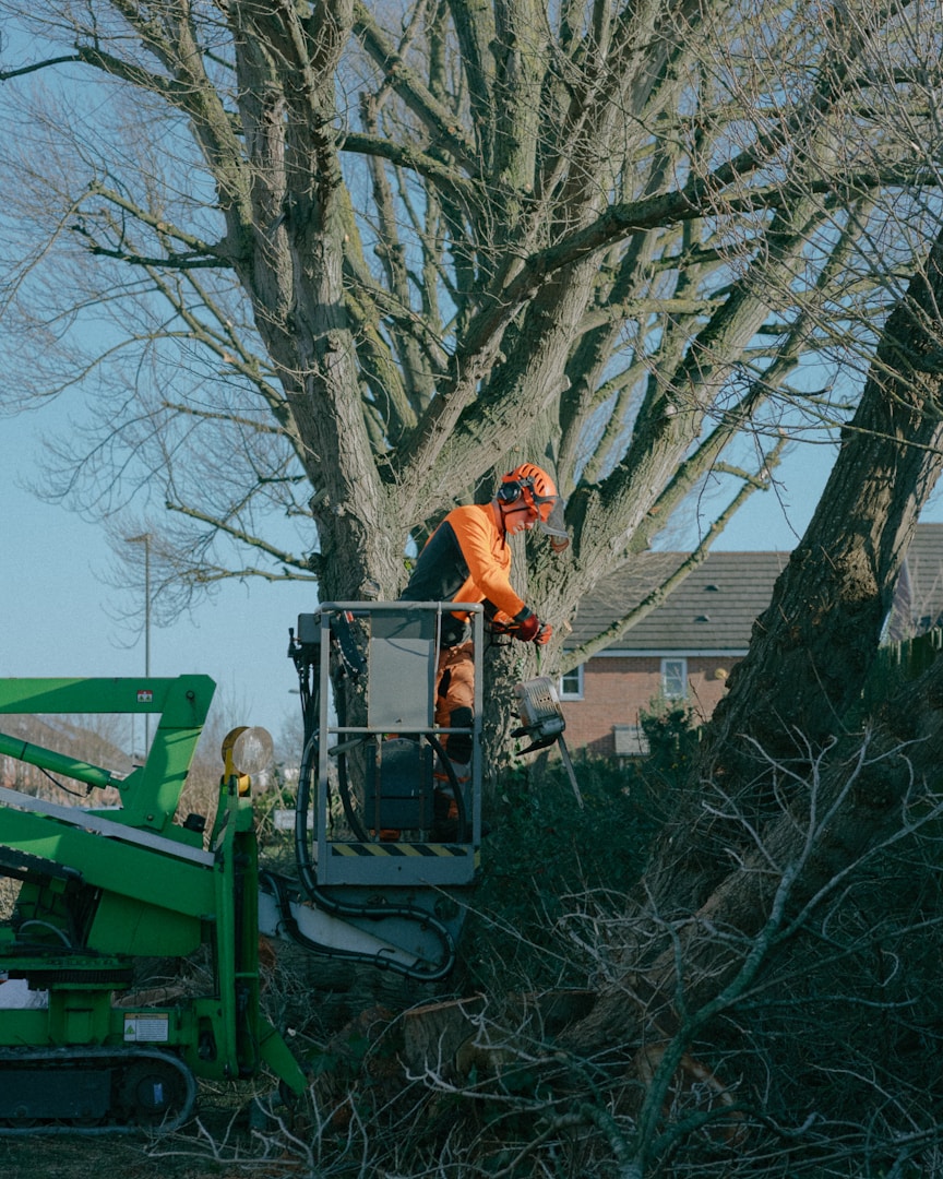 tree-removal-brisbane-oasis-tree-management