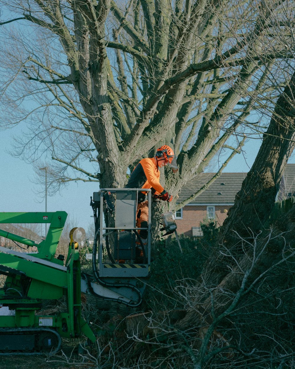 Tree worker cutting a large tree from a bucket lift