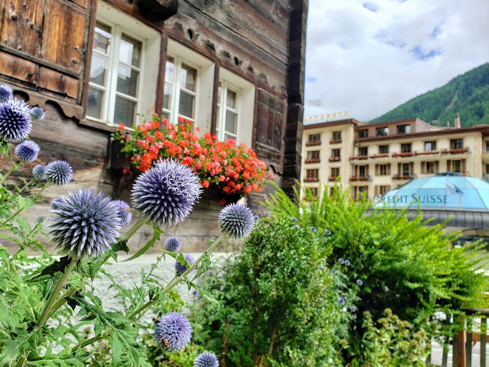 a bunch of flowers that are in front of a building