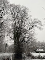 A large, leafless tree with intricate branches stands in a snowy landscape. The ground and nearby foliage are covered in a light dusting of snow, creating a serene winter scene. A fence and a no-parking sign can be seen in the background, partially obscured by the snow-covered bushes.