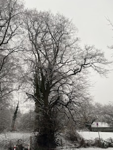 A large, leafless tree with intricate branches stands in a snowy landscape. The ground and nearby foliage are covered in a light dusting of snow, creating a serene winter scene. A fence and a no-parking sign can be seen in the background, partially obscured by the snow-covered bushes.