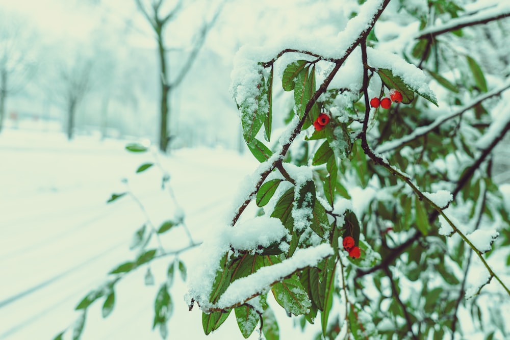 a branch with red berries covered in snow