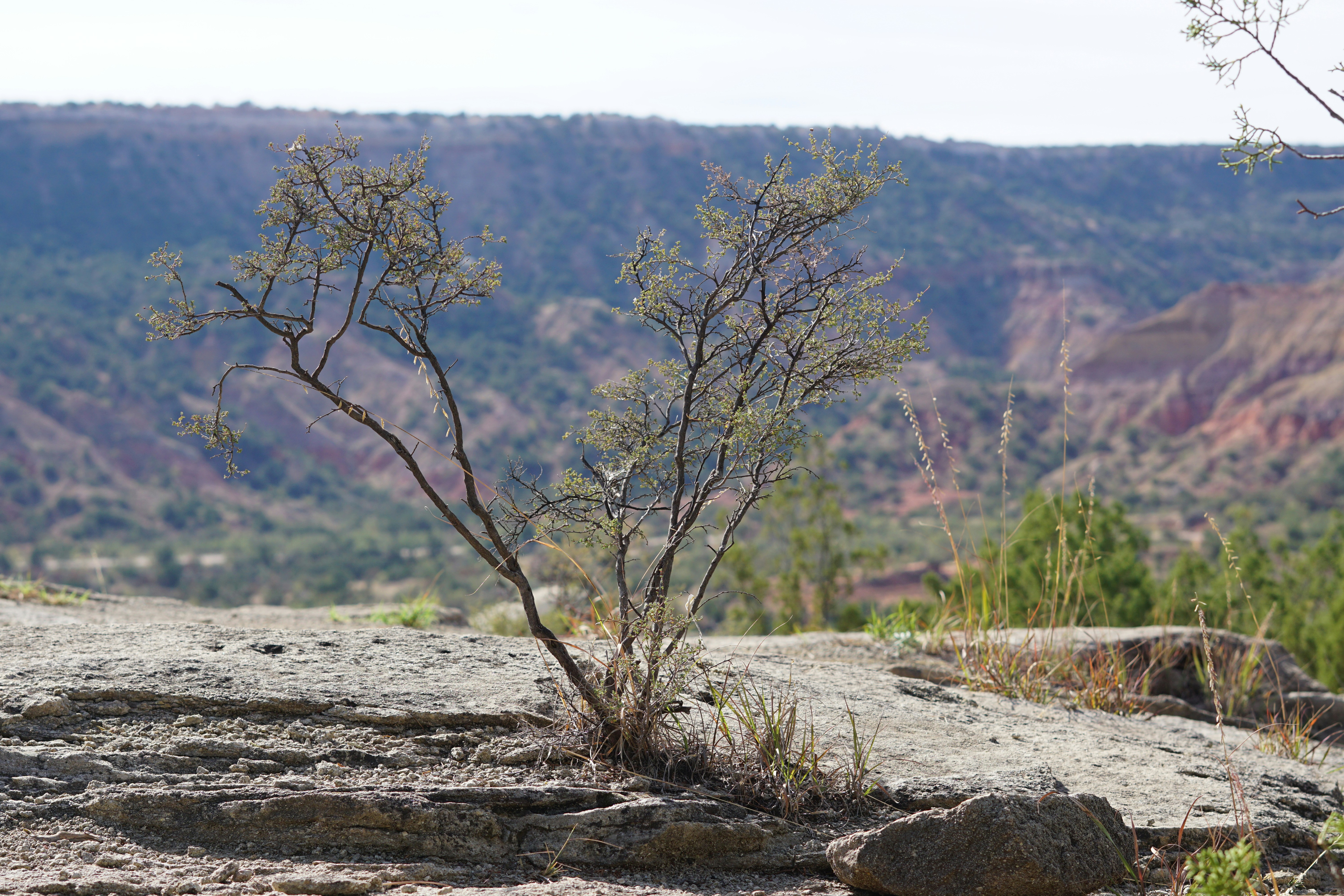 Costs For Dental Implants Pearland Texas