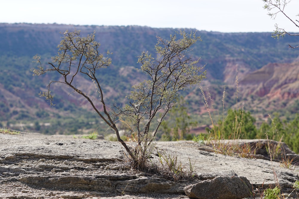 a small tree in the middle of a rocky area