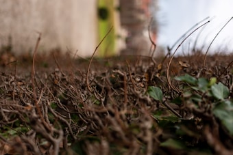 A close-up view of a hedge with bare, intertwined branches. Some green leaves are visible. In the blurred background, there is a pathway with some grassy areas and a few structures or buildings.