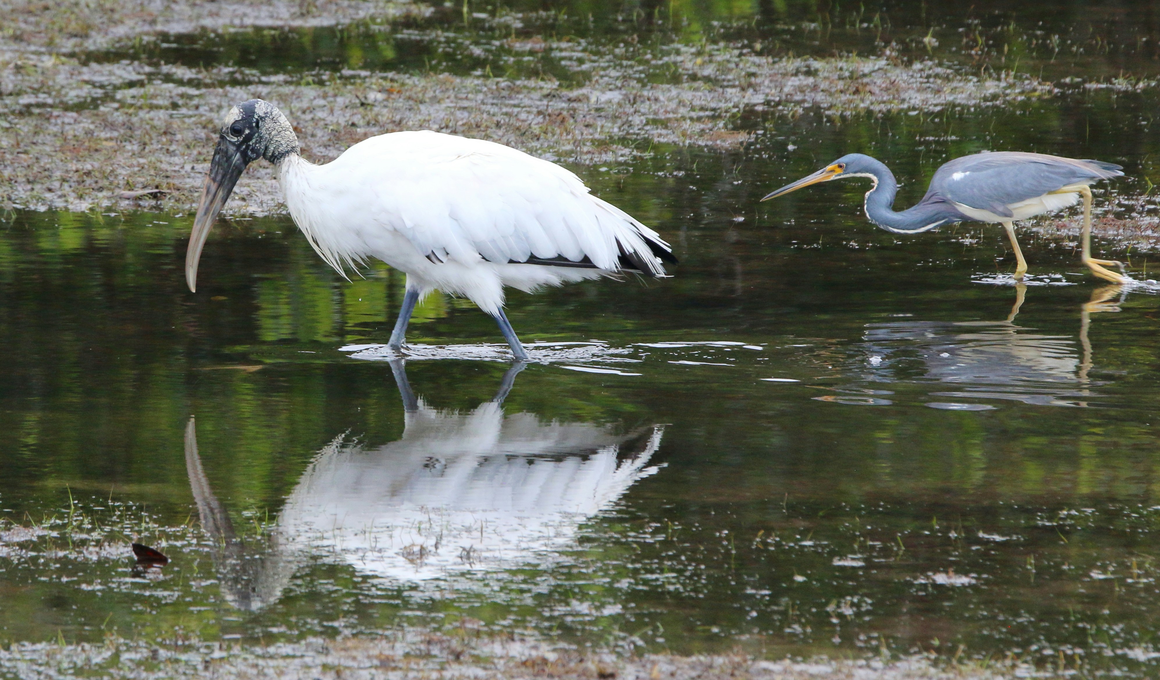 Photo by goldenplover31