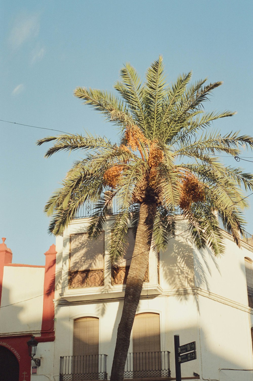 a large palm tree in front of a building