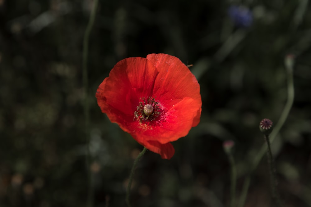 a close up of a red flower with a blurry background