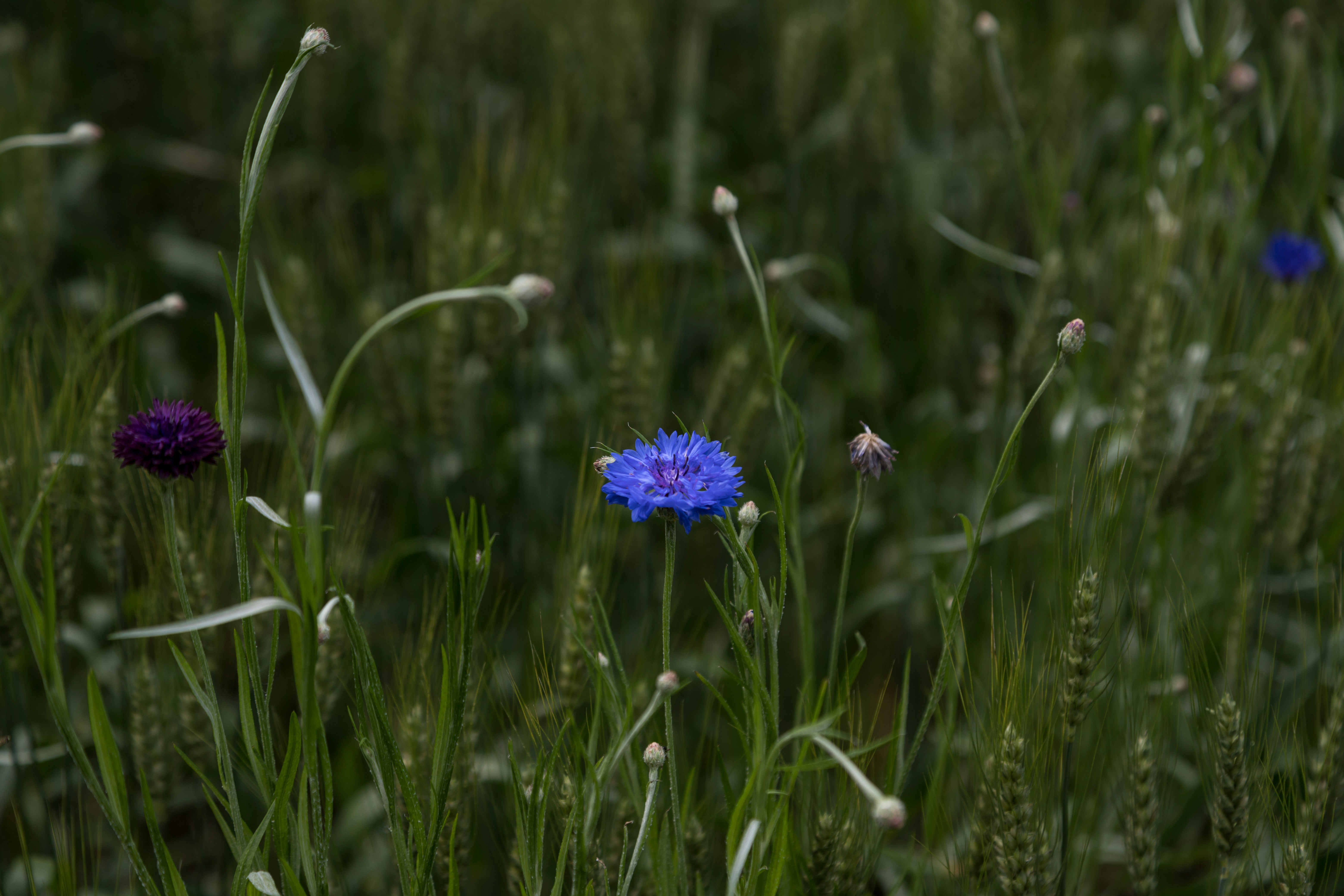 a blue flower in a field of tall grass, 