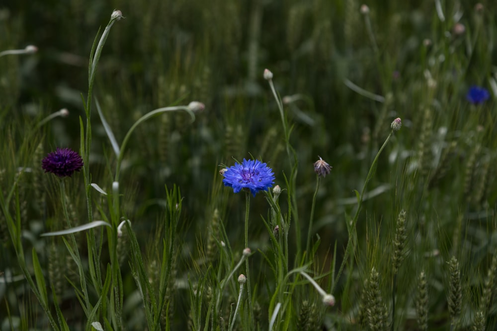 uma flor azul em um campo de grama alta