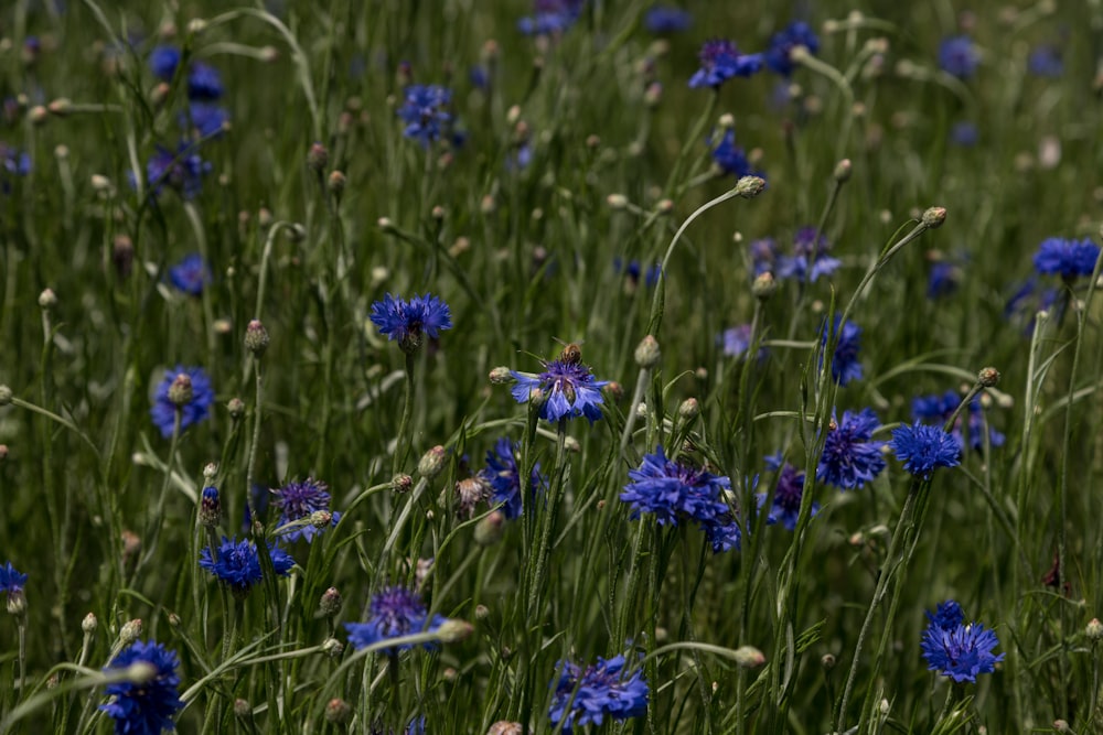 um campo cheio de flores azuis e grama verde