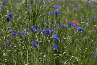 A peaceful corner of the farm where wildflowers bloom alongside vegetable patches.