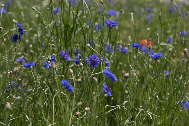 A peaceful corner of the farm where wildflowers bloom alongside vegetable patches.