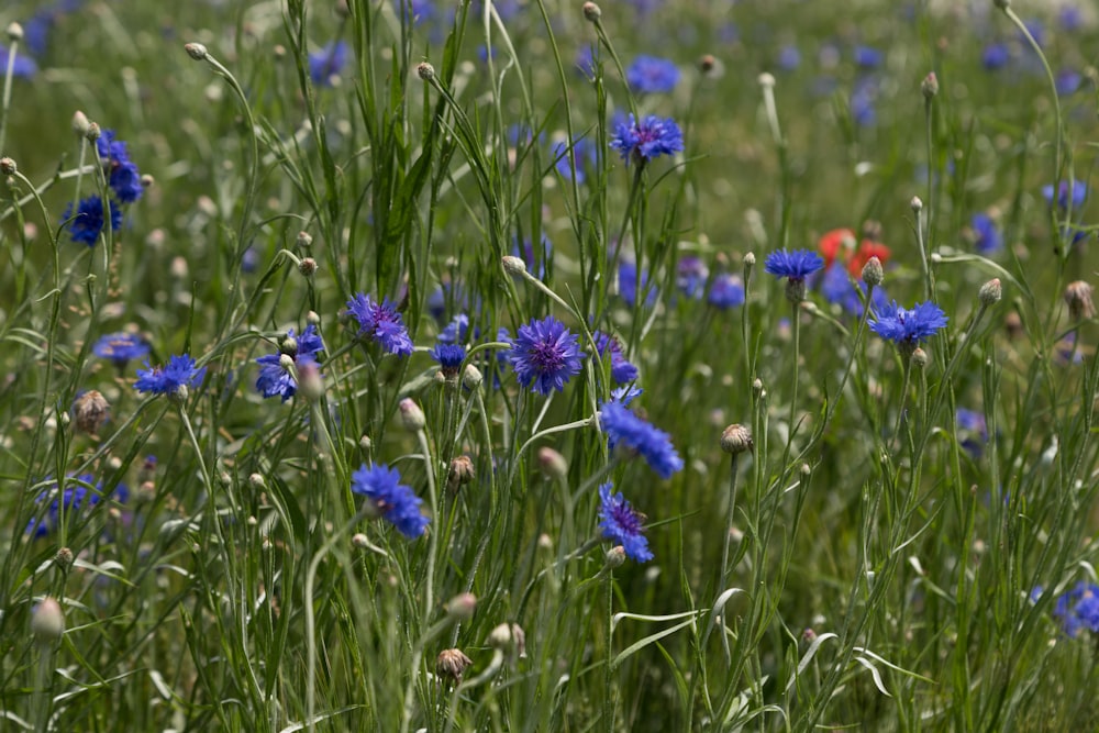 um campo cheio de flores azuis e grama verde