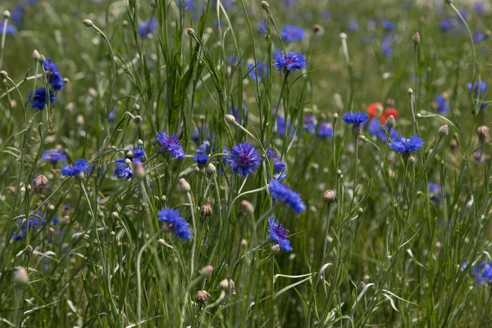 Ein Feld voller blauer Blumen und grünem Gras