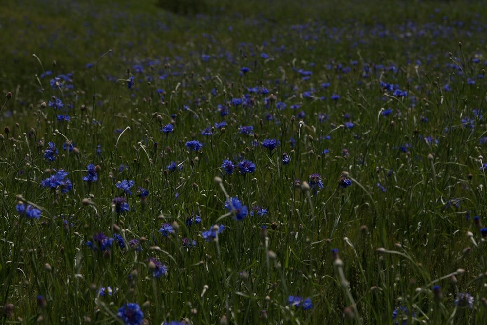 um campo cheio de flores azuis no meio do dia