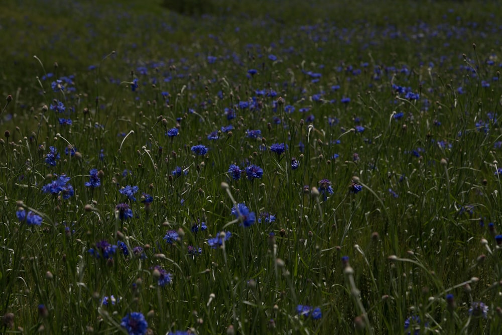 Un campo lleno de flores azules en medio del día