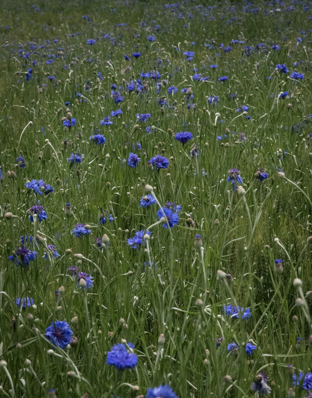 Un campo lleno de flores azules en medio del día