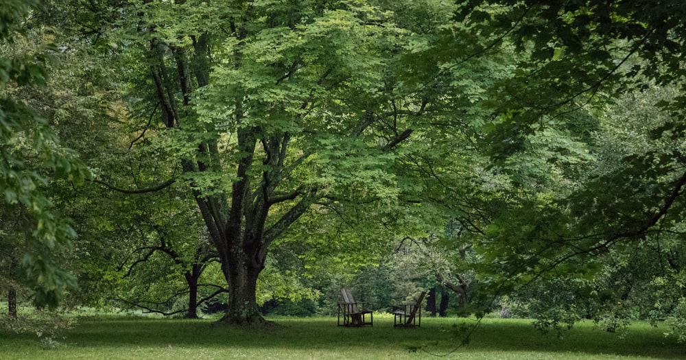 um grupo de pessoas sentadas em um banco sob uma árvore