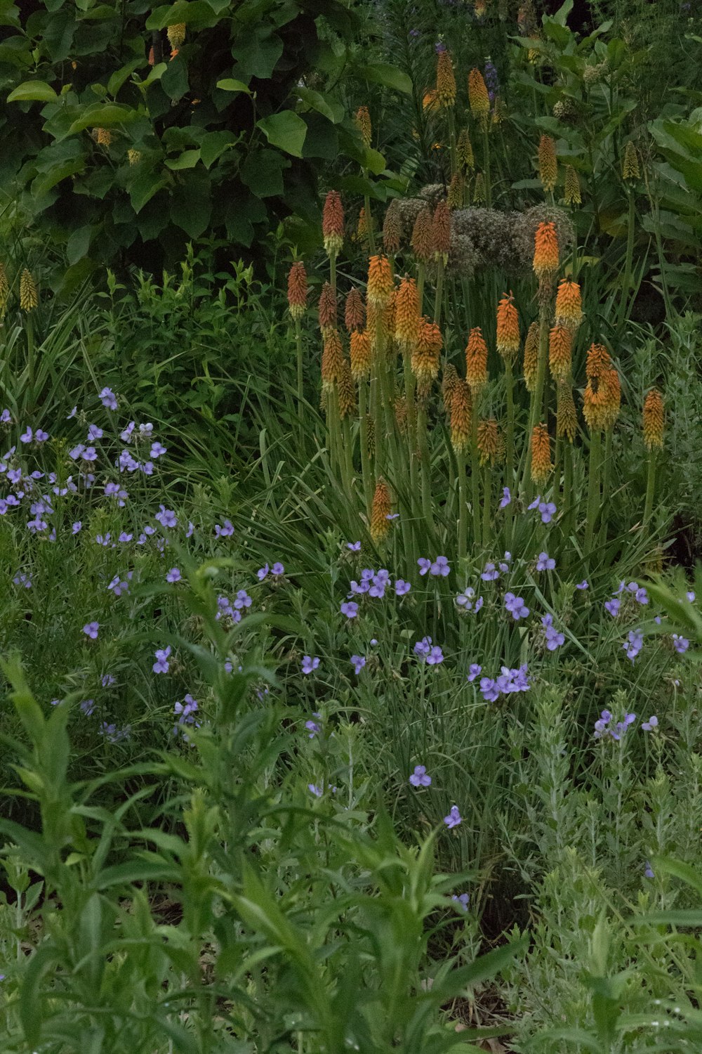 草の中にある花の束