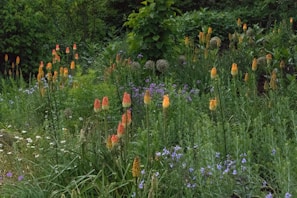 Colorful flowers and native plants thriving in the school's environmental project area.