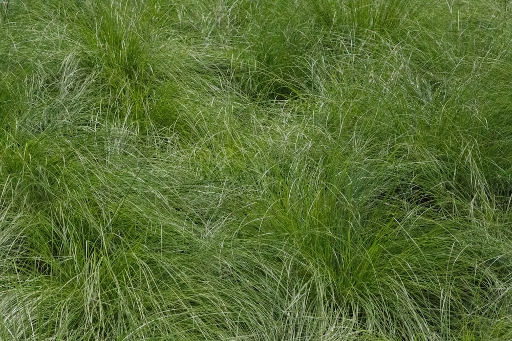 um campo de grama alta com muitas folhas verdes