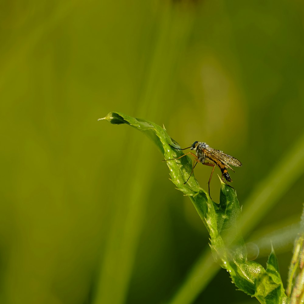 a small insect sitting on top of a green leaf