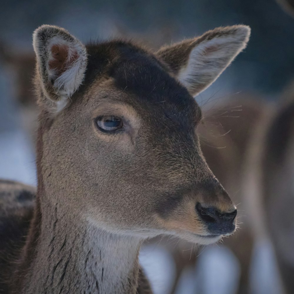 a close up of a deer's face with other deer in the background