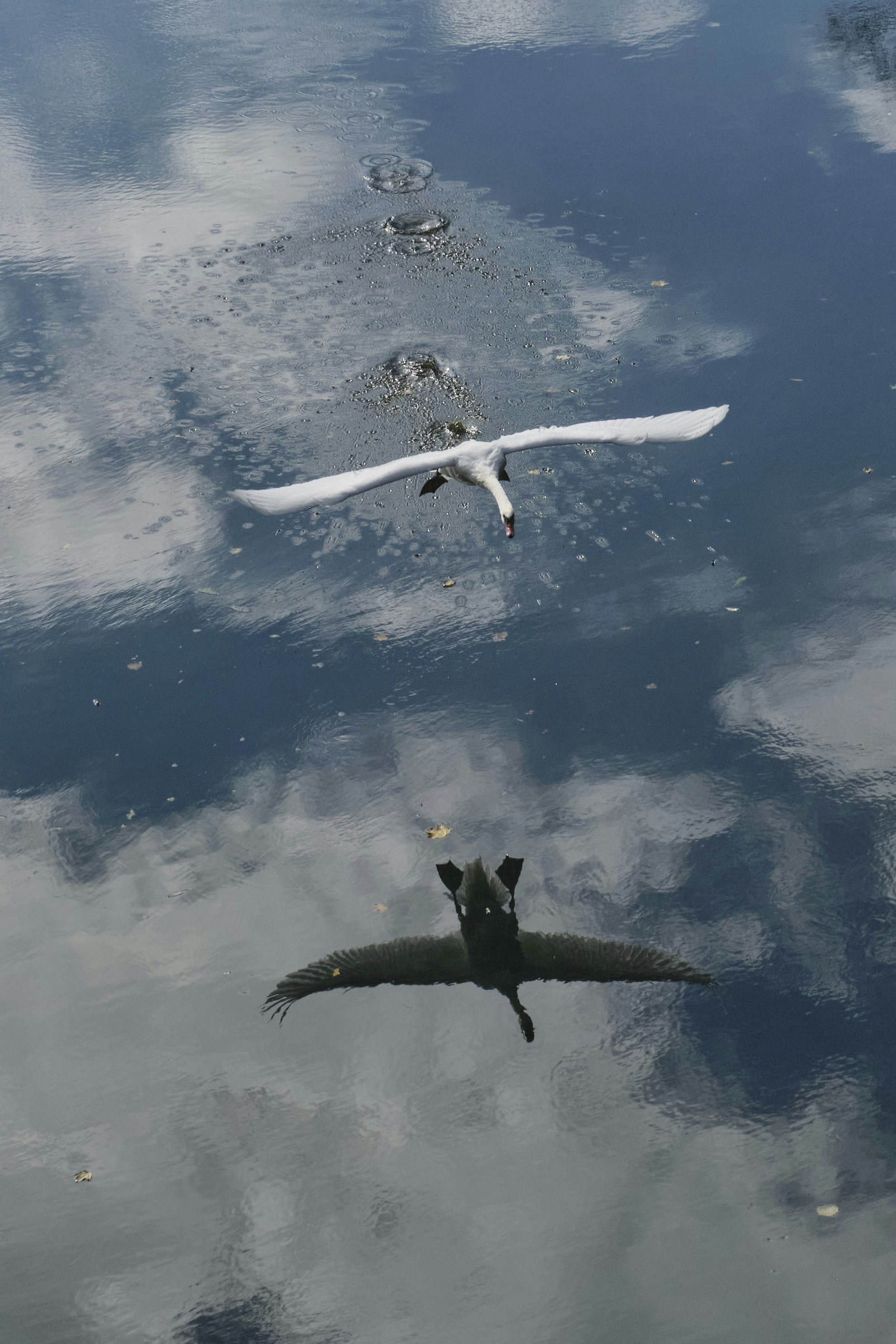 a bird flying over a body of water