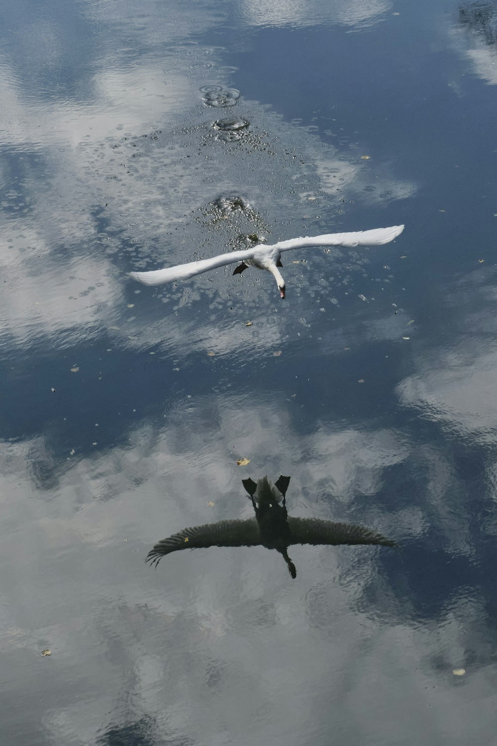 a bird flying over a body of water