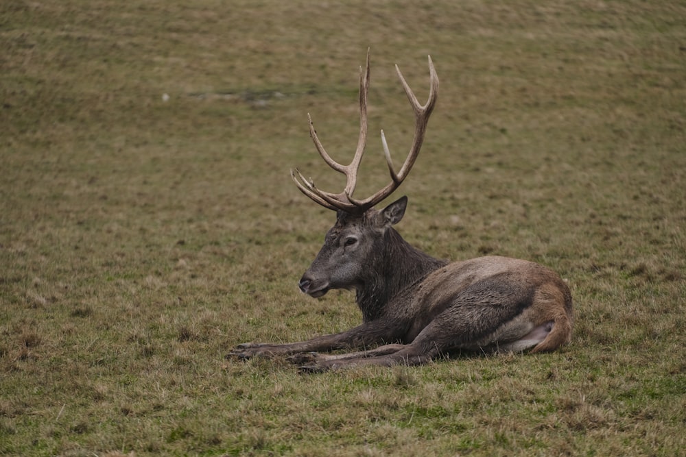 a deer laying down in a grassy field