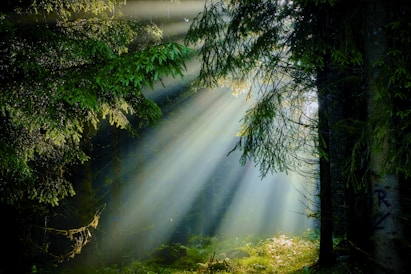 the sun shines through the trees in the forest