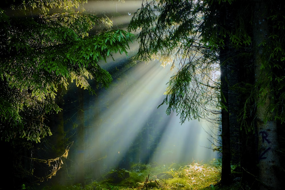 the sun shines through the trees in the forest