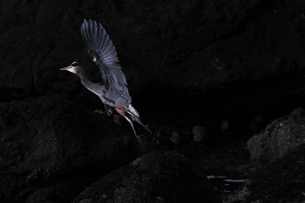 a bird is flying over some rocks in the dark