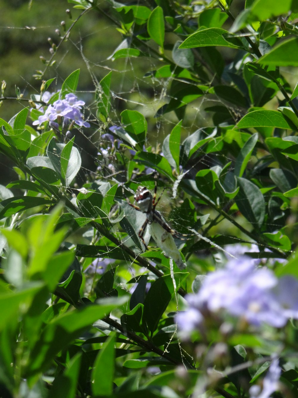 a bird sitting on a branch of a tree