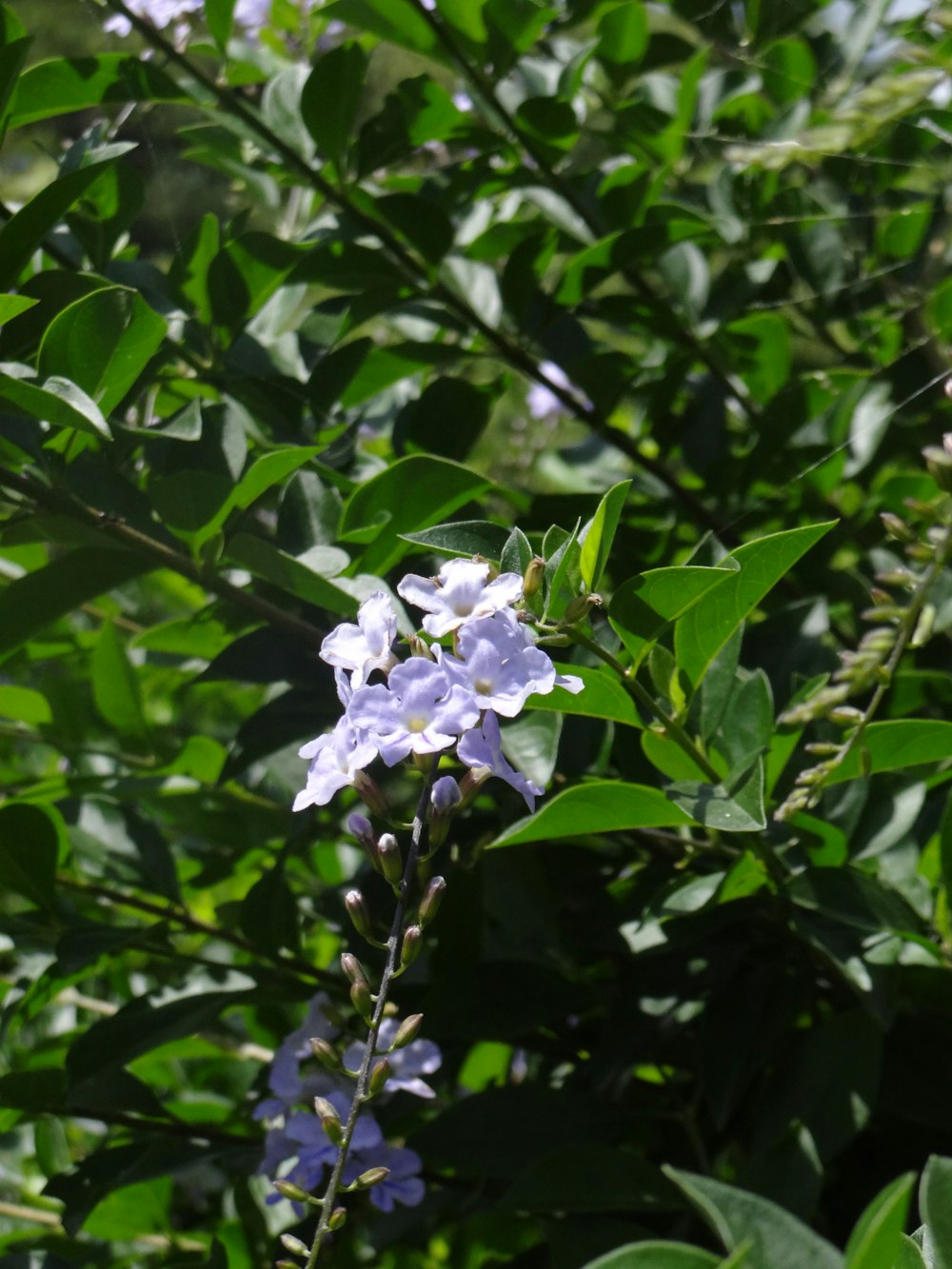 a close up of a purple flower on a plant