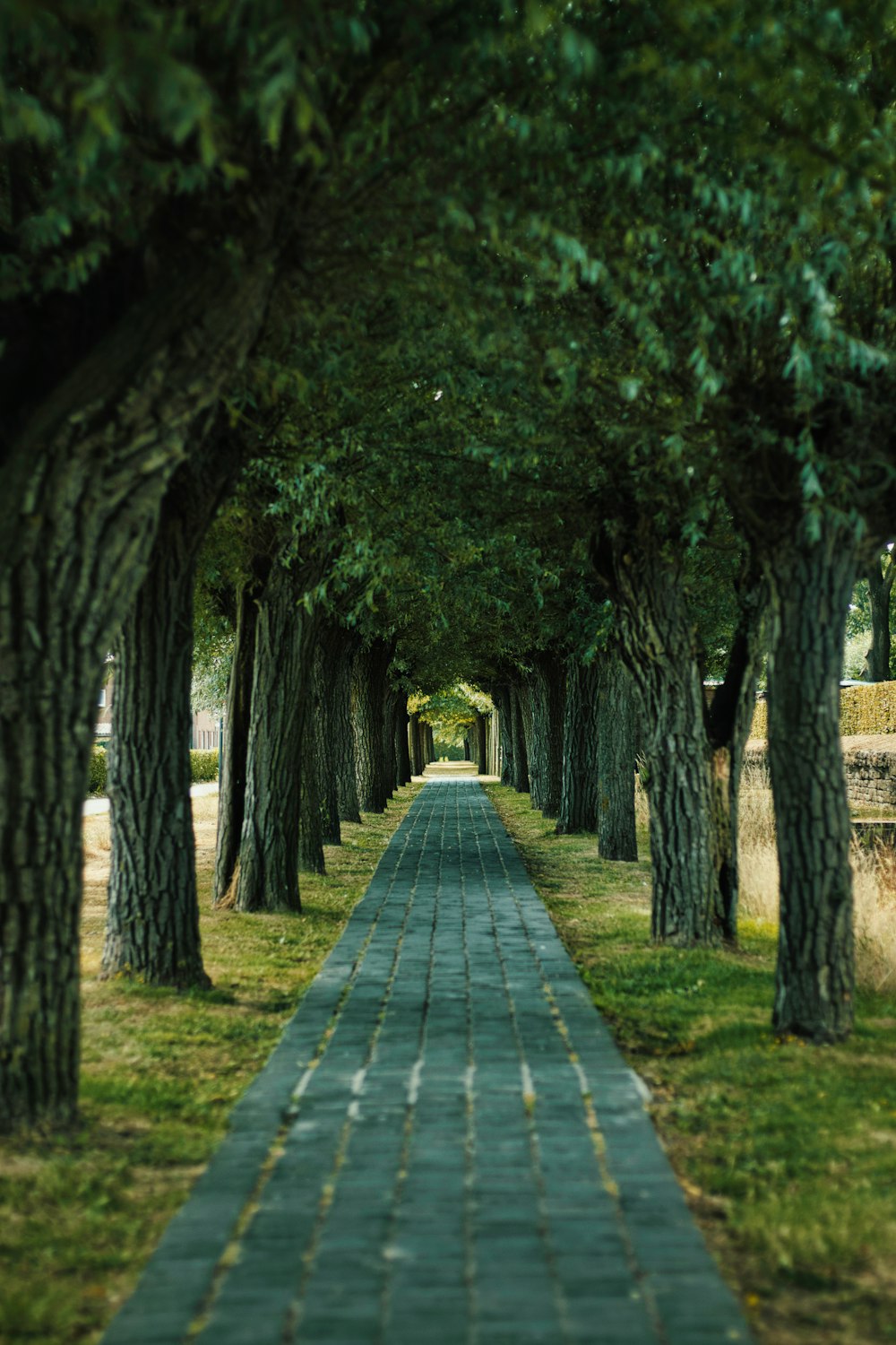 a pathway is lined with trees and grass