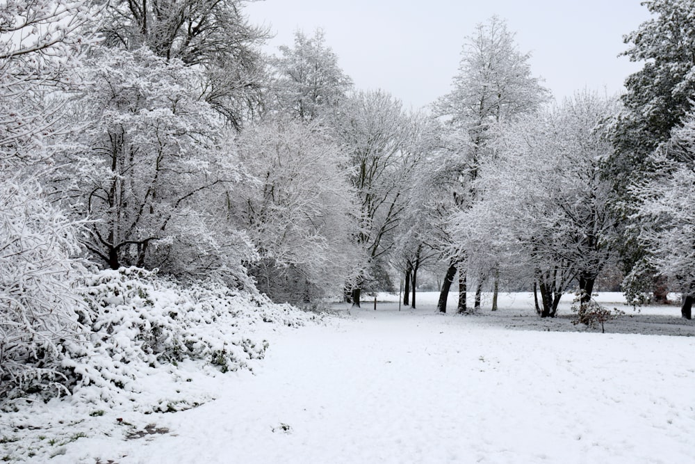 a snow covered park with lots of trees