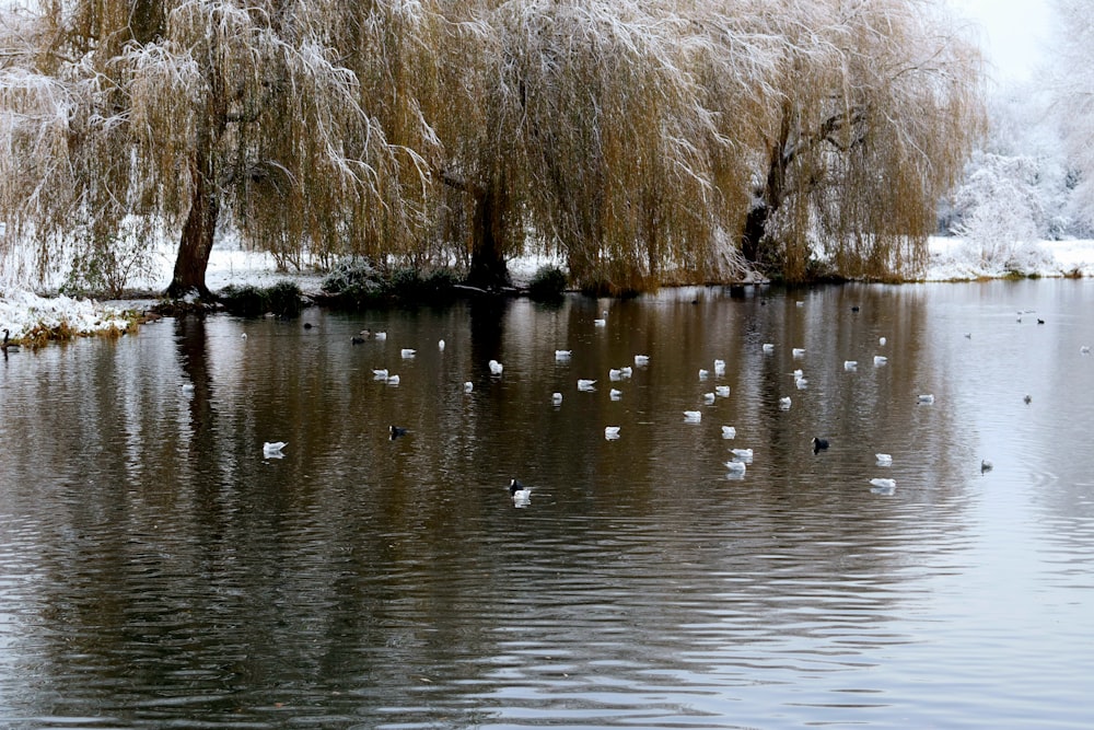 a bunch of ducks are swimming in a pond